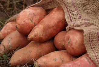 How to Grow Sweet Potatoes